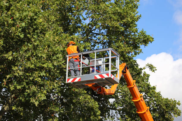 Best Tree Maintenance Programs  in Winters, CA